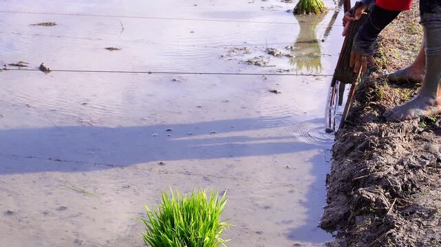 Asian farmer stretching guide string line for straight rice planting in muddy paddy field. Traditional agriculture method stock video.