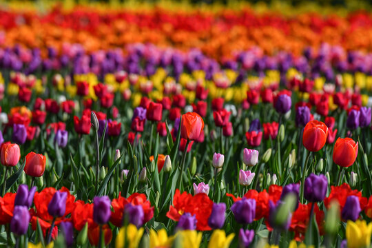 View of vibrant colorful tulips blooming in a field with shallow depth of field at Peninsula San Pedro, San Carlos de Bariloche, Rio Negro Province, Argentina.