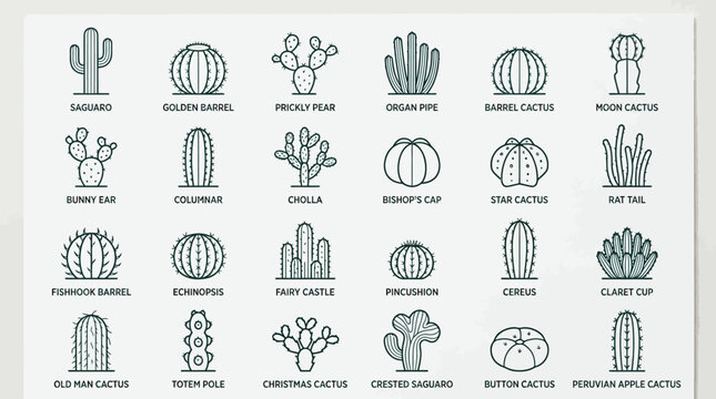 Collection of various cactus illustrations.