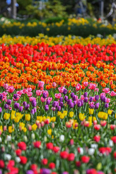 View of vibrant rows of blooming tulips in various colors including red, yellow, and purple at Peninsula San Pedro, San Carlos de Bariloche, Rio Negro Province, Argentina.