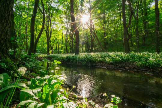 View of Hrudky stream flowing through a lush green forest with sunbeams filtering through the canopy Plavecky Peter, Trnavsky kraj, Slovakia.