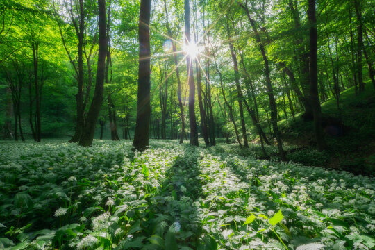 View of sunlight filtering through tall trees onto a carpet of wild garlic flowers in the Hrudky area of the Little Carpathians near Plavecky Peter, Trnavsky kraj, Slovakia.