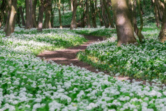 View of a winding forest path through blooming wild garlic flowers and lush green trees in Hrudky, Plavecky Peter, Trnavsky kraj, Slovakia.