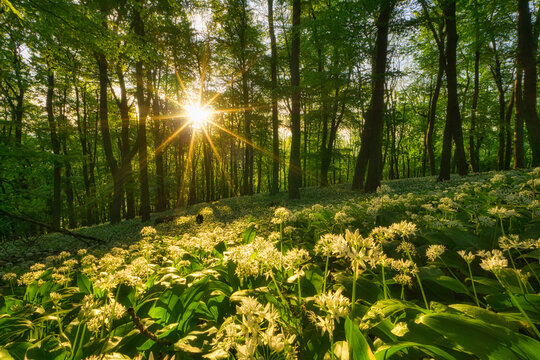 View of Havrania skala in Male Karpaty mountains with sunbeams shining through tall trees and blooming wild garlic flowers on the forest floor Smolenice, Trnava Region, Slovakia.