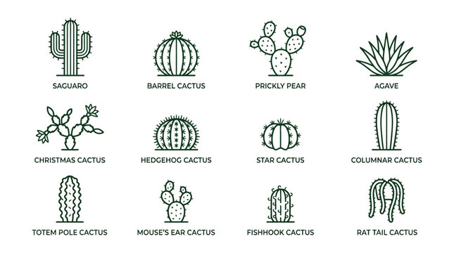 Collection of various cactus illustrations.