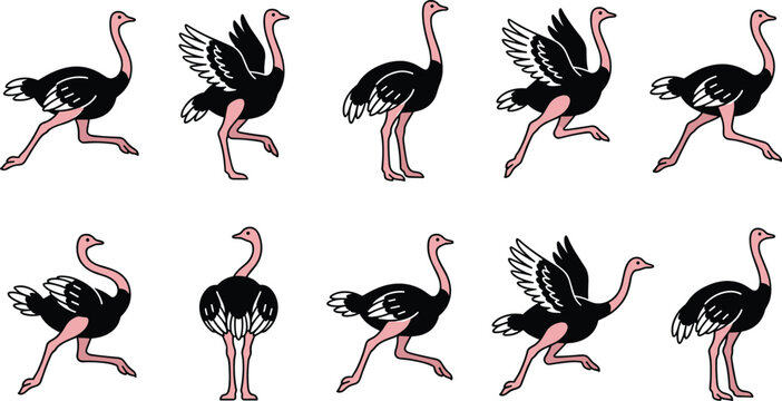 Ostrich Bird Character Set with Various Action Poses Including Running, Standing, and Spreading Wings for Wildlife and Animal Designs