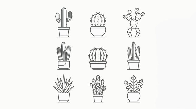 A collection of various cactus plants.