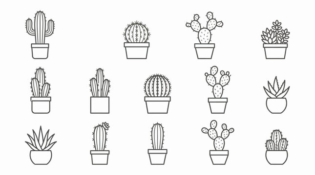 A variety of potted cacti and succulents.