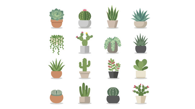 Collection of various potted plants and succulents.