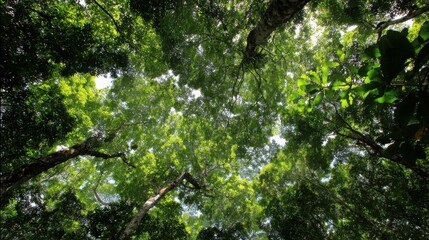 Fototapeta premium Looking Up Through a Lush Green Rainforest Canopy Bathed in Dappled Sunlight