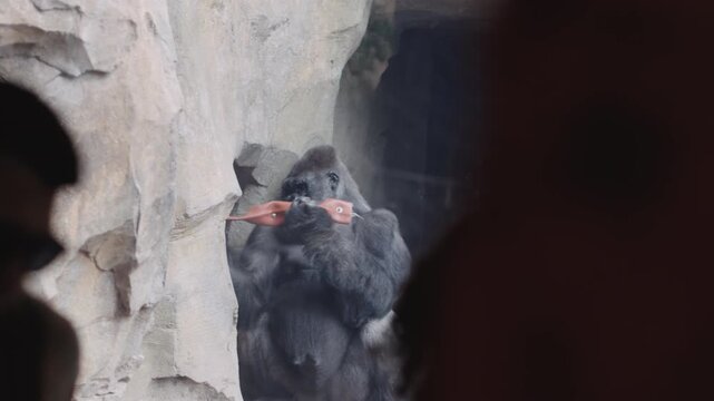 Gorillas share a touching moment in the Bioparc Valencia, showcasing their bond in a natural setting. Witness the beauty of wildlife up close and personal.