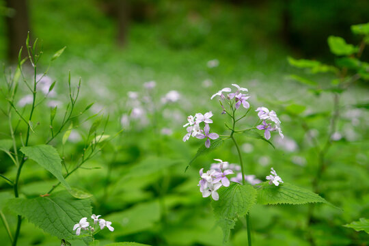 View of delicate purple wild flowers blooming on a lush green forest floor near Driny in the Male Karpaty mountains Smolenice, Trnava Region, Slovakia.