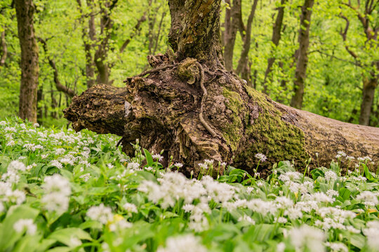 View of a mossy fallen tree trunk surrounded by blooming white wild garlic flowers in the forest of the Male Karpaty mountains Smolenice, Trnava Region, Slovakia.