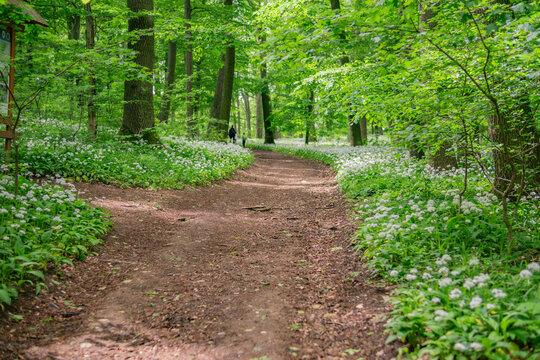 View of a dirt path winding through a lush forest with blooming white wildflowers near Driny in Male Karpaty mountains Smolenice, Trnava Region, Slovakia.