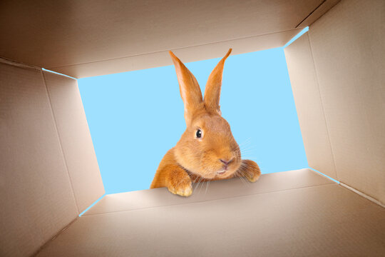 Curious bunny looking into cardboard box, view from inside package