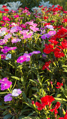 Fototapeta premium Colorful dianthus flowers blooming in garden bed