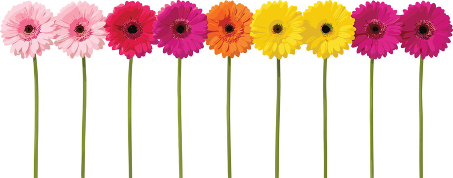 Colorful Gerbera Daisy Flower Set with Long Stems in Pink, Orange, Yellow, and Magenta for Spring and Floral Decoration Designs