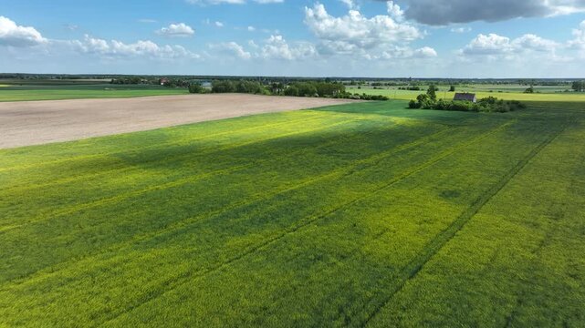  Aerial farm field yellow beautiful Rapeseed Poland fas. North Poland. rural agricultural landscape. Bright yellow Rape seed canola oil plants. Farming economy food vegetable oil biodiesel production.