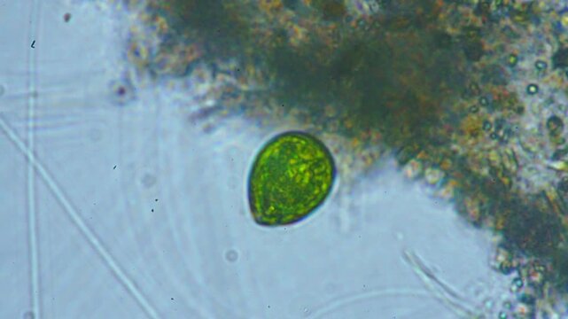Protozoa microorganism cell movement under light microscope representing aquatic protozoology study and live evolutionary biology research in 4K Ultra HD footage