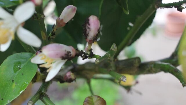 Aphids and ants infesting lemon tree blossoms and buds