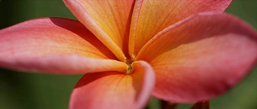 Macro flower petal tropical plumeria orange petal pink petal soft focus closeup nature floral detail garden bloom summer flower glow gentle flower plumeria frangipani petal macro nature tropical