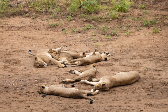 View of a pride of lions resting on the sandy ground near green shrubs in Kruger National Park Hoedspruit, Limpopo, South Africa.