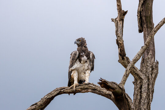 View of a martial eagle perched on a gnarled dead tree branch against an overcast sky in Kruger National Park, Hoedspruit, Limpopo, South Africa.