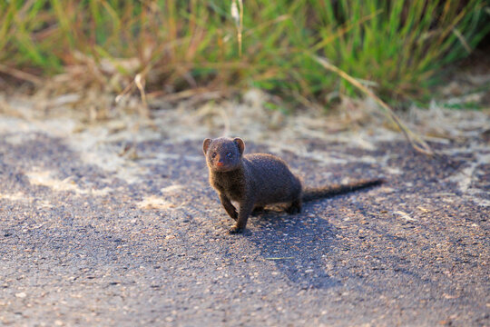 View of a dwarf mongoose standing on a paved road with green grass in the background in Kruger National Park, Skukuza, Mpumalanga, South Africa.