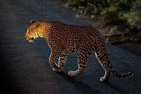 View of a leopard walking across a dark road at night with its spotted coat illuminated in Kruger National Park, Skukuza, Mpumalanga, South Africa.