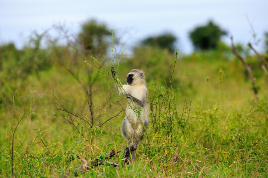 View of a vervet monkey standing among green bushes and tall grass in the savanna of Kruger National Park in Skukuza, Mpumalanga, South Africa.