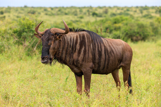 View of a blue wildebeest standing in the grassy savanna with green bushes in the background in Skukuza, Mpumalanga, South Africa.