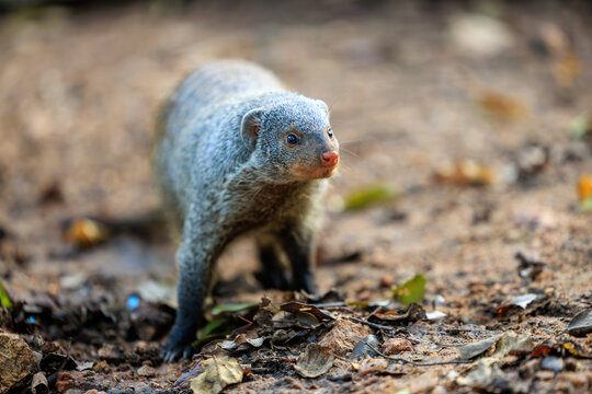 View of a banded mongoose standing on the forest floor among dry leaves and dirt in Skukuza, Mpumalanga, South Africa.