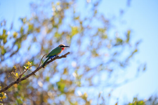View of a white-fronted bee-eater perched on a thin branch against a soft bokeh background of green leaves and blue sky Skukuza, Mpumalanga, South Africa.