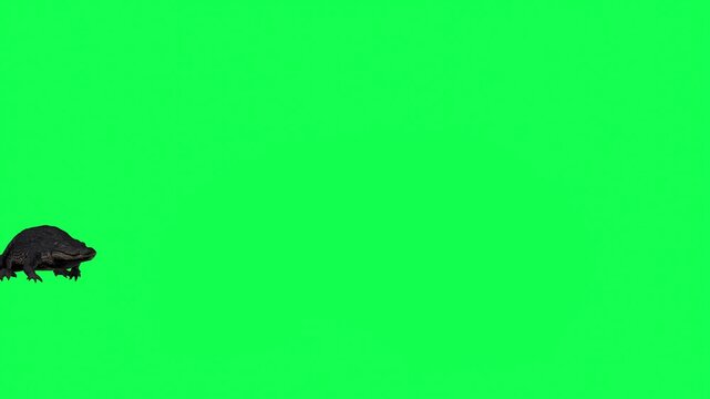 4k alligator Reptile walk enter on the left side and exit on the right side, front view animation isolated Green Screen, 3D Crocodile walking rendering on chroma key, video for your rhymes, stories