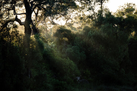 View of Kruger National Park with sunlight filtering through the canopy of large trees and insects dancing in the golden light in Skukuza, Mpumalanga, South Africa.