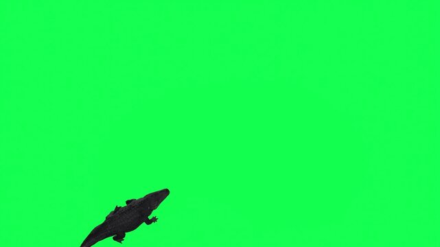 4k alligator Reptile walk enter on the left side and exit on the right side, top view animation isolated Green Screen, 3D Crocodile walking rendering on the chroma key, video for your rhymes, stories