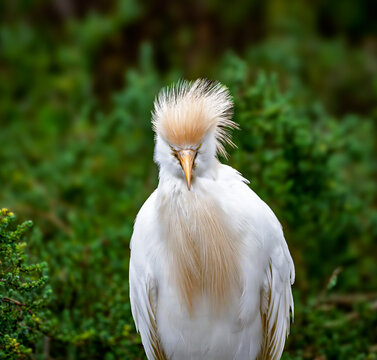 View of a cattle egret in breeding plumage with buff-colored crest and chest feathers at Edwin B. Forsythe National Wildlife Refuge in Galloway, New Jersey, United States.