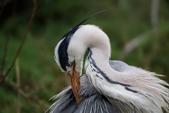 View of a Great Blue Heron preening its grey and white feathers against a soft green background at Edwin B. Forsythe National Wildlife Refuge in Galloway, New Jersey, United States.