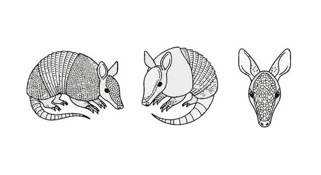 Detailed black and white illustration of armadillo animal views.