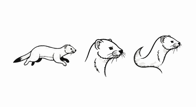 Illustrated weasel and mink animal sketches in motion.