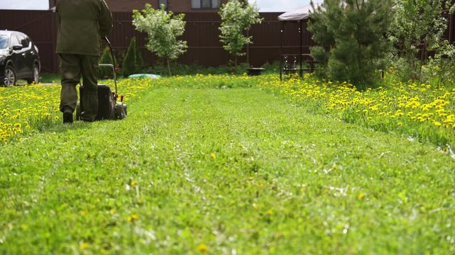 Professional gardener mowing a green lawn full of yellow dandelions with an electric lawn mower, leaving a clean path behind. Homeowner maintaining the backyard on a sunny spring day