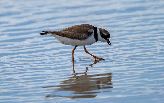 View of a semipalmated plover walking on the wet sand with its reflection in the shallow water at Edwin B. Forsythe National Wildlife Refuge in Galloway, New Jersey, United States.