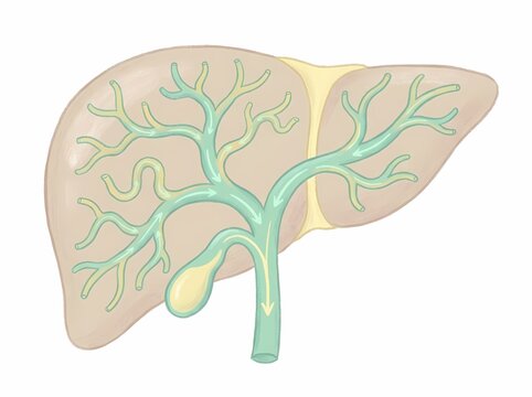 Medical illustration of human liver showing the internal biliary system, gallbladder, and arrows indicating bile flow direction.