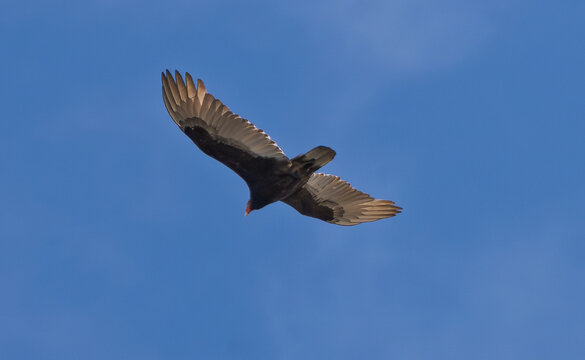 View of a turkey vulture soaring through a clear blue sky in Galloway, New Jersey, United States.