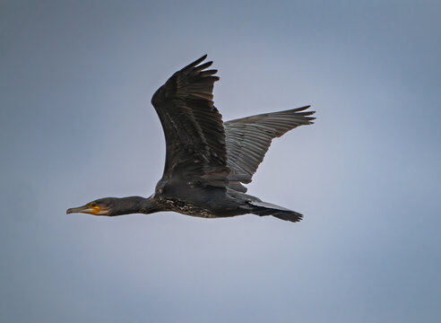 View of a double-crested cormorant flying through the overcast sky above the Edwin B. Forsythe National Wildlife Refuge in Galloway, New Jersey, United States.