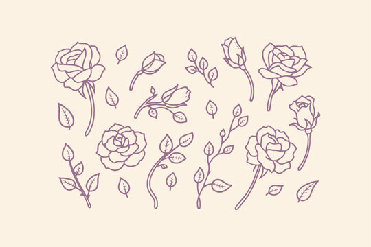 Hand-drawn rose illustrations with buds and leaves botanical greenery illustration decoration romantic fragrance delicate whimsical celebration anniversary