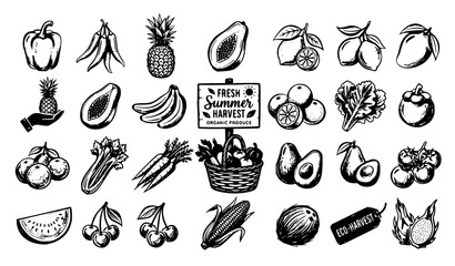 Fresh summer harvest fruit and vegetable sketch icon vector set with organic avocado pineapple banana corn watermelon and garden basket isolated on white background