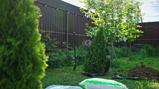 Male gardener working in the backyard, planting a young thuja tree seedling in the fertile soil during a sunny spring day to improve the landscape design of the house plot