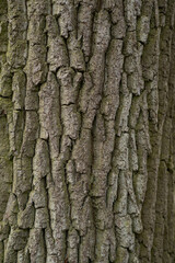 Fototapeta premium Close-up image of tree bark displaying detailed textures and patterns, emphasizing the natural colors and organic features of the surface