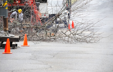 tree removal in residential district © nd700